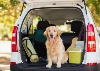 Dog-Friendly Road Trip
