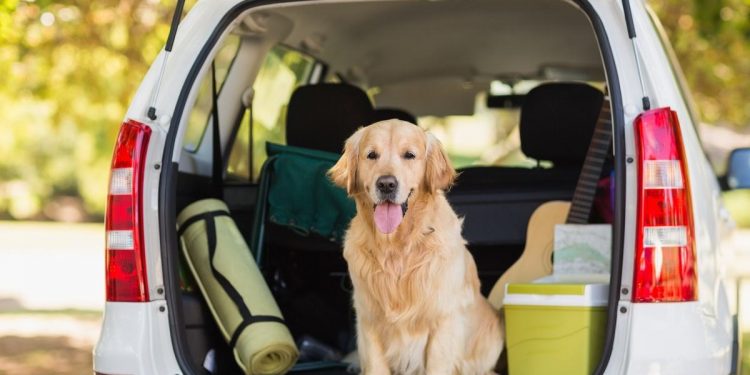 Dog-Friendly Road Trip