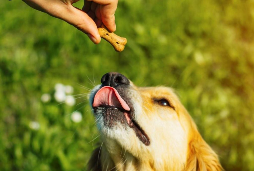 Dog Training Snacks
