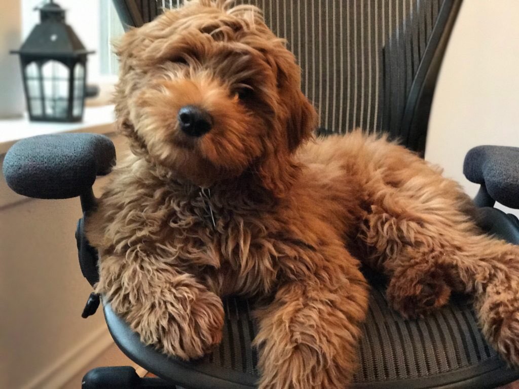 Goldendoodle