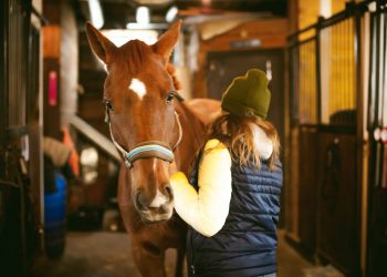 Horse Care Tips For Beginners