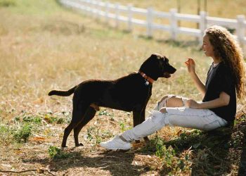 How to Train Your Dog