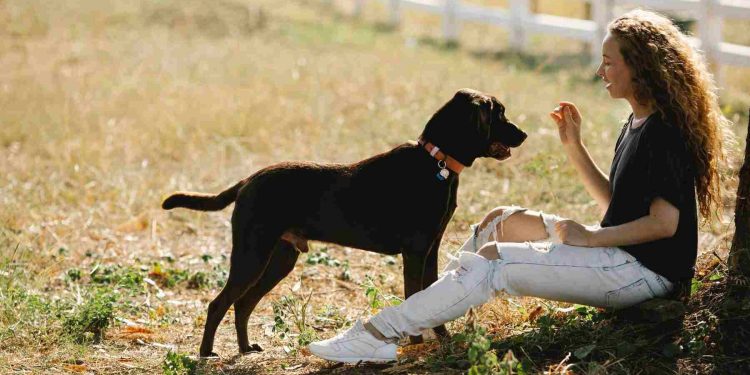 How to Train Your Dog