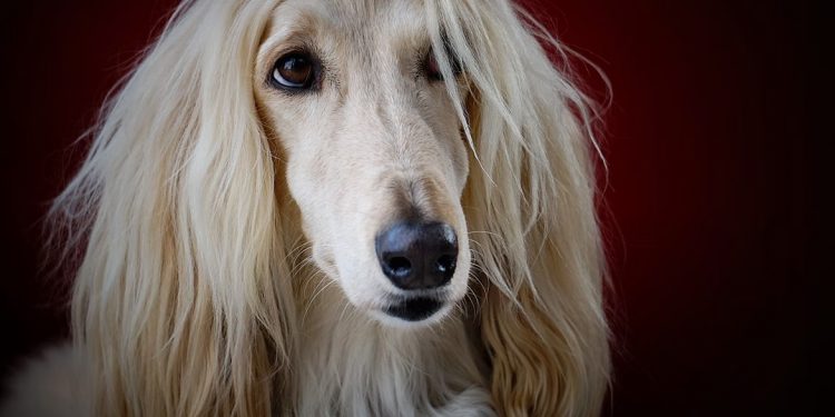 Hypoallergenic Dogs