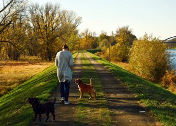 Your Dog Follows You