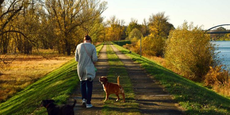 Your Dog Follows You