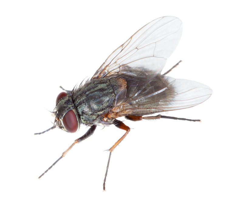 housefly