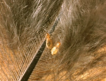 Lice in Chickens