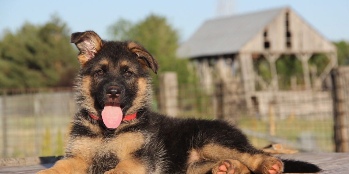German Shepherds: Are They Good Family Dogs?