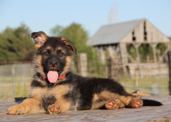 German Shepherds: Are They Good Family Dogs?