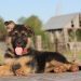 German Shepherds: Are They Good Family Dogs?