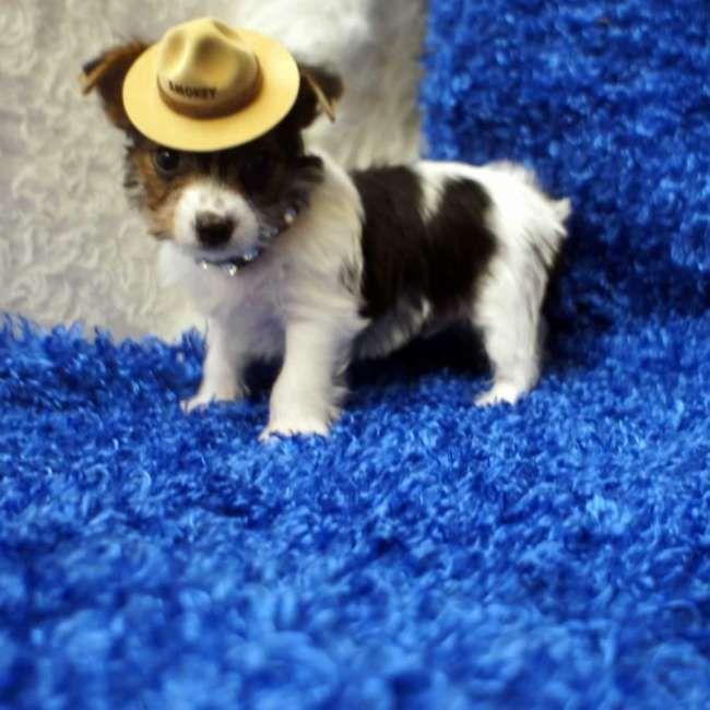 What is a Parti Yorkie? and What is Parti Yorkie lifespan? parti yorkie puppies