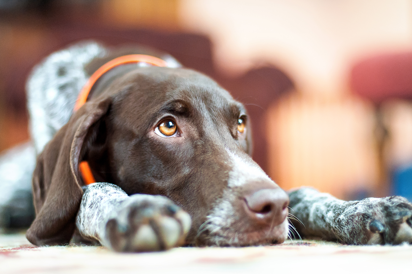 grieving dog 