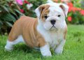english bulldog