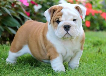 english bulldog