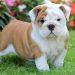 english bulldog