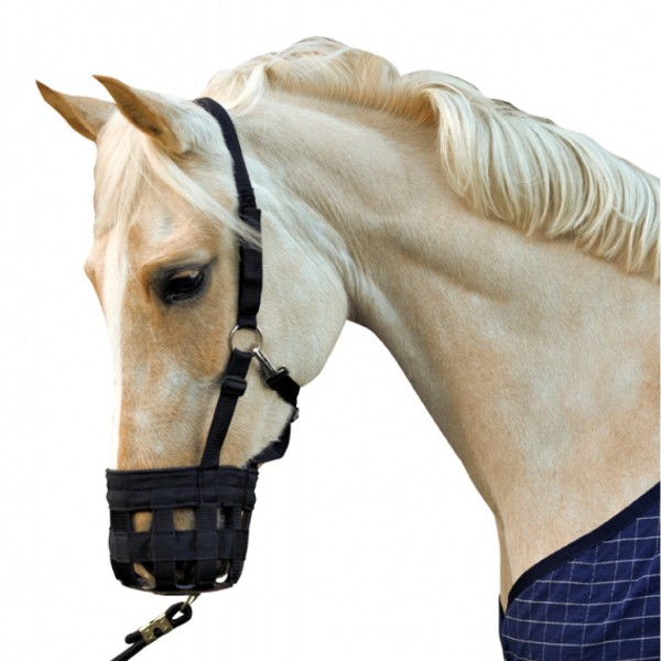 The Horse Is A Crib-Biting crib-biting.