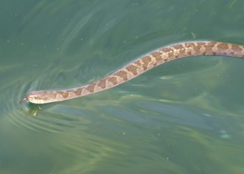 water snakes
