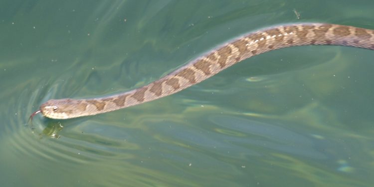 Water Snakes: How Dangerous Are These Snakes? water snakes