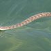 Water Snakes: How Dangerous Are These Snakes? water snakes