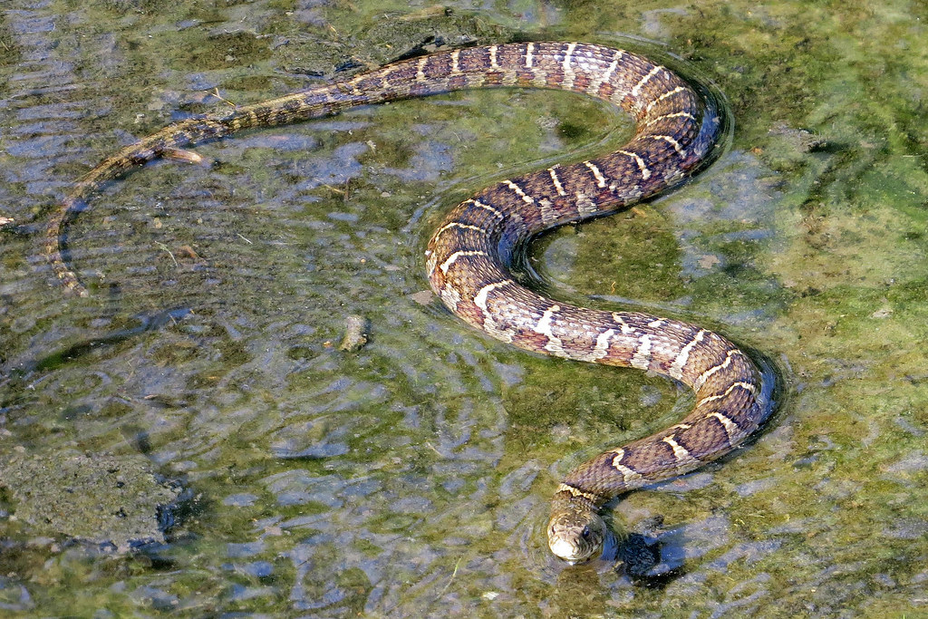 water snakes