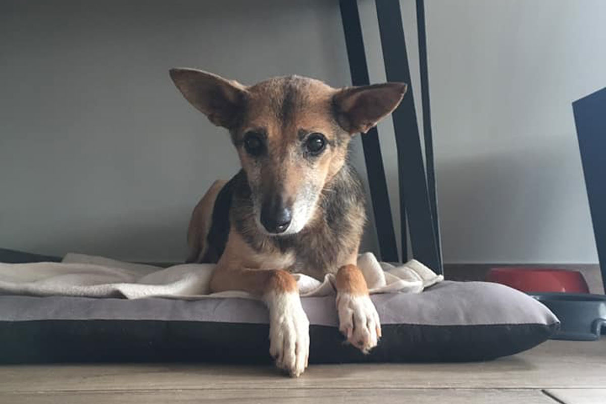 grieving dog 