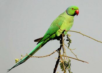 Clipping Nails At The Canary, Parakeet Or Parrot