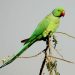 Clipping Nails At The Canary, Parakeet Or Parrot