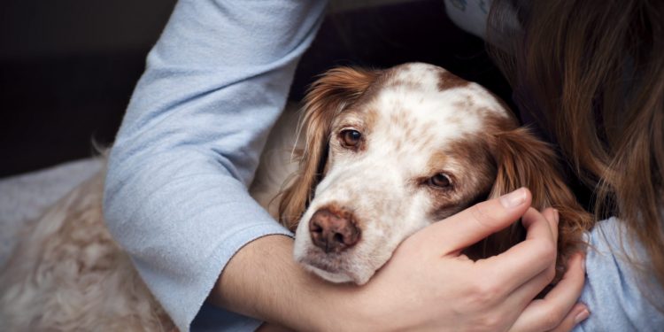 grieving dog
