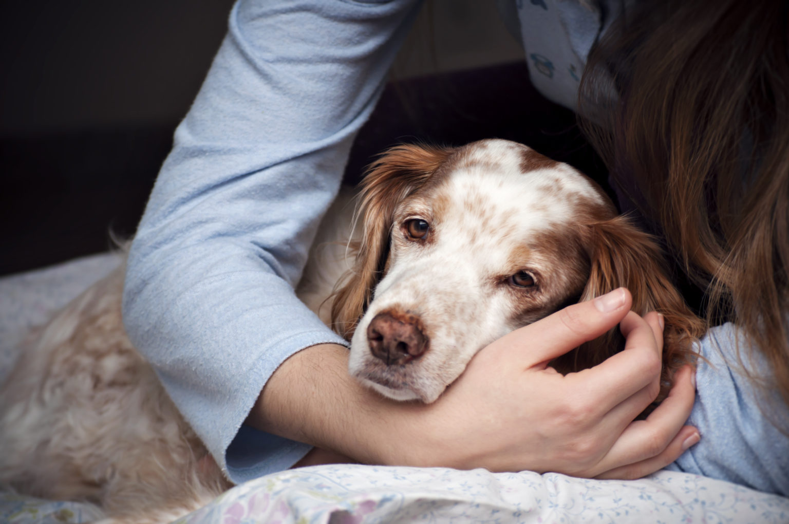 grieving dog 