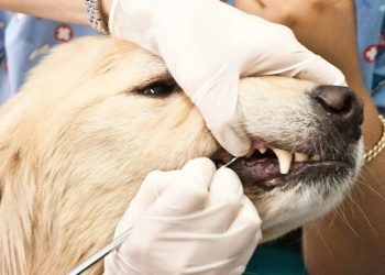 Dog’s Health With Dental Care
