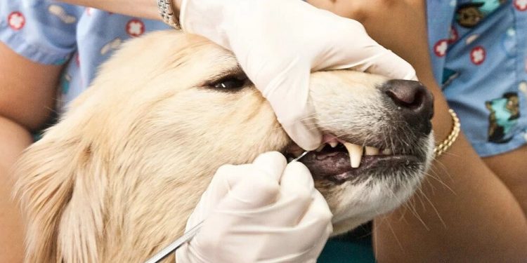 Dog’s Health With Dental Care