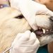 Dog’s Health With Dental Care