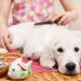 How To Keep Your Home Clean If You Live With Pets home clean