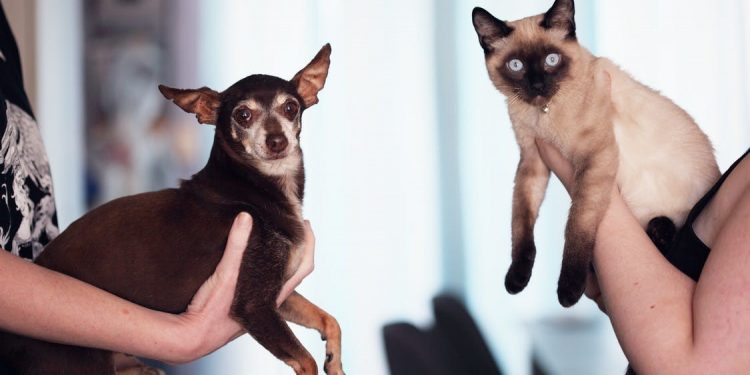 looking after your pet