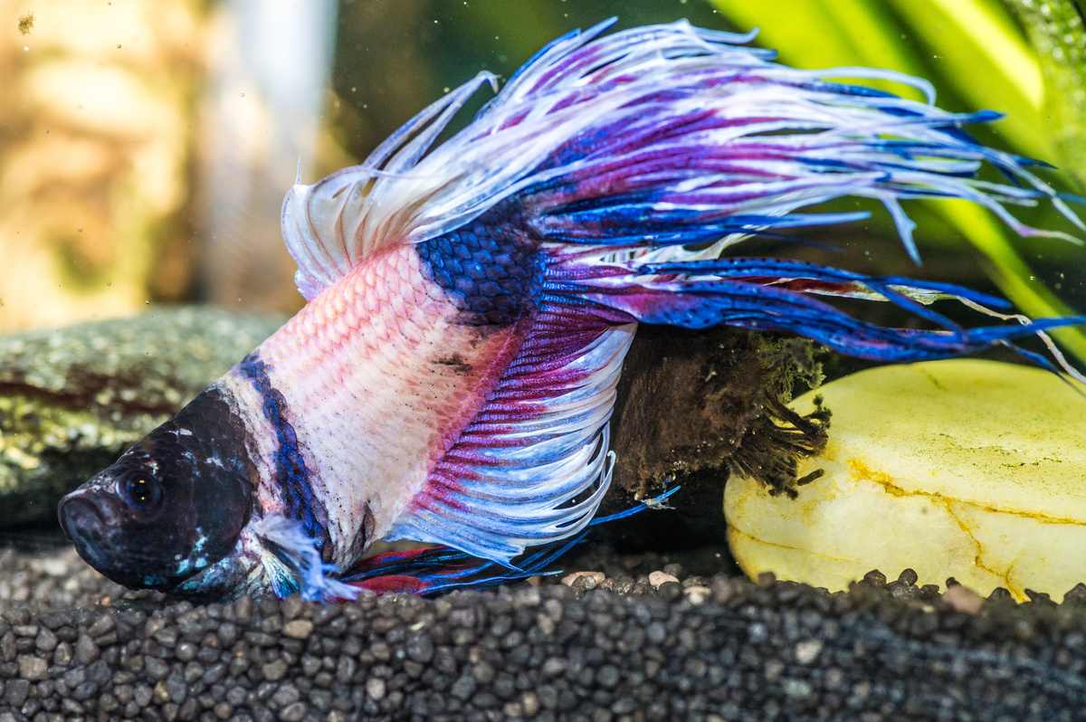4 Signs Of A Sick Betta Fish
