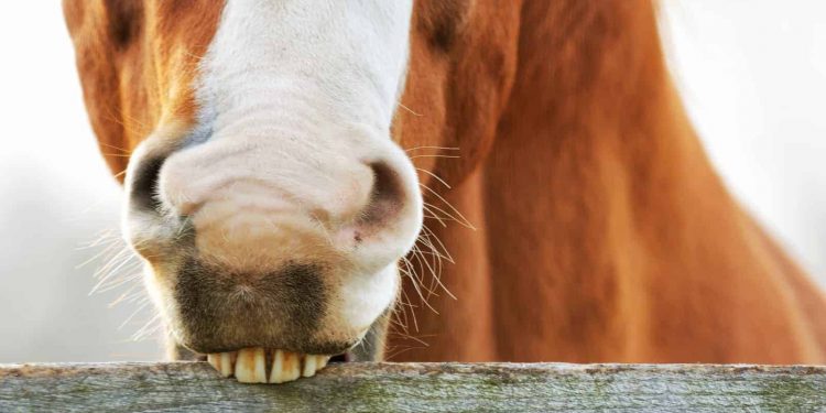 The Horse Is A Crib-Biting crib-biting.