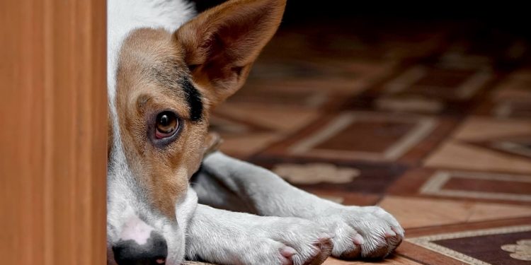 grieving dog