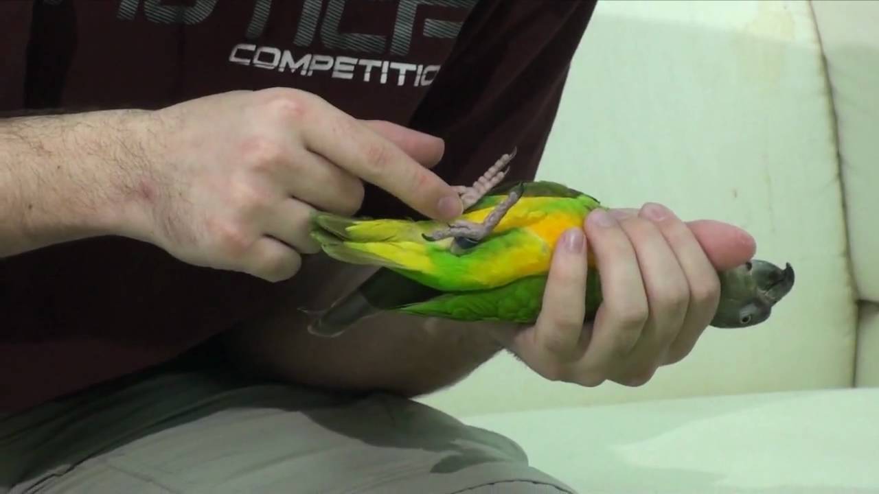 Clipping Nails At The Canary, Parakeet Or Parrot