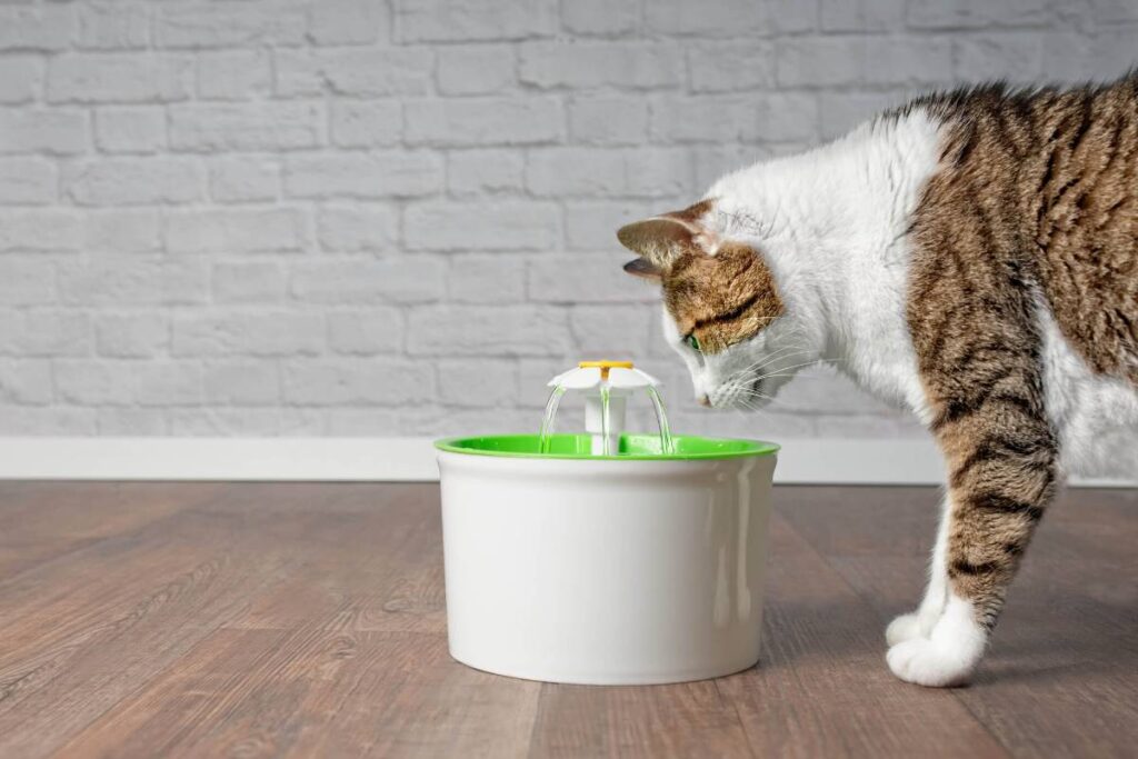 can water fountains make cats sick