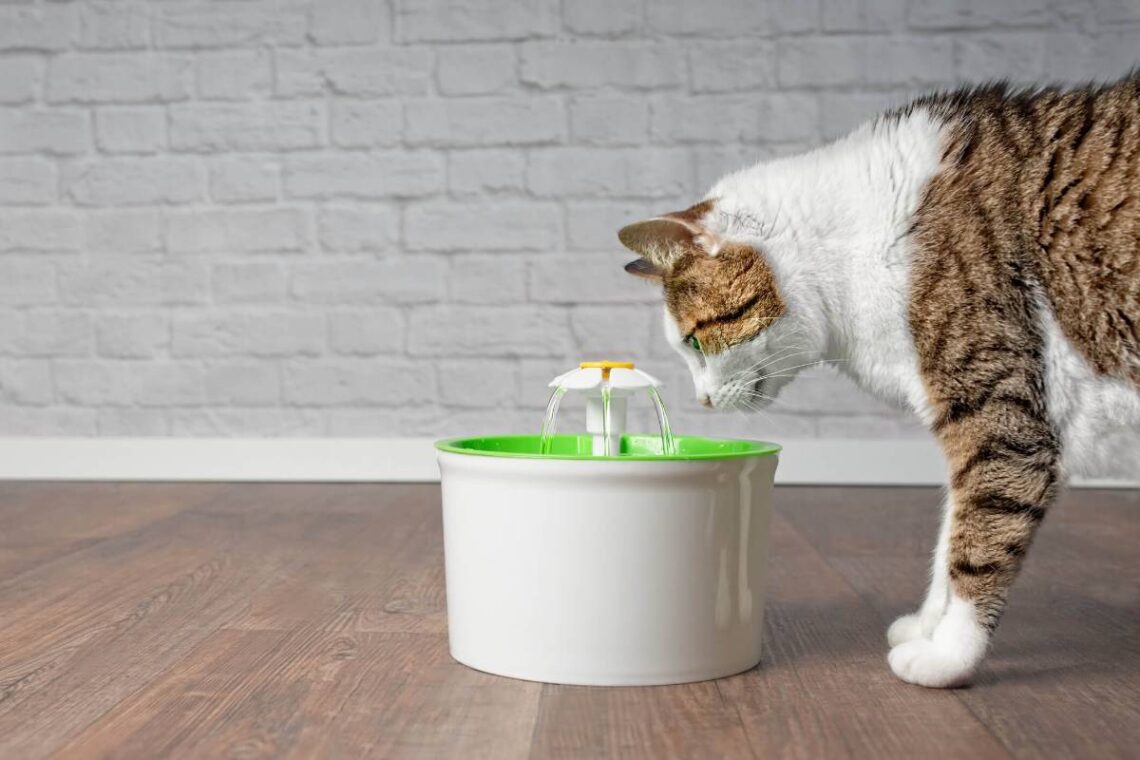 Are Cat Water Fountains Safe?