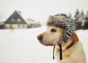 Care of Your Dog This Winter