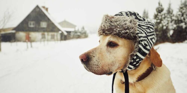 Care of Your Dog This Winter
