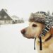 Care of Your Dog This Winter