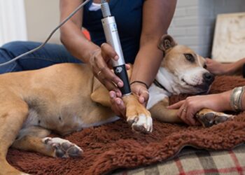 Cold Laser Therapy On Your Dog