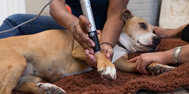 Cold Laser Therapy On Your Dog