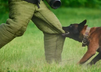 Dog Breeds With the Most Bites in California