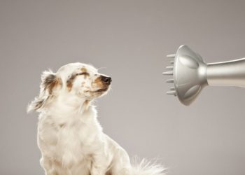 Dog Hair Dryer