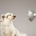 Ultimate Guide On Uahpet Dog Hair Dryer Dog Hair Dryer