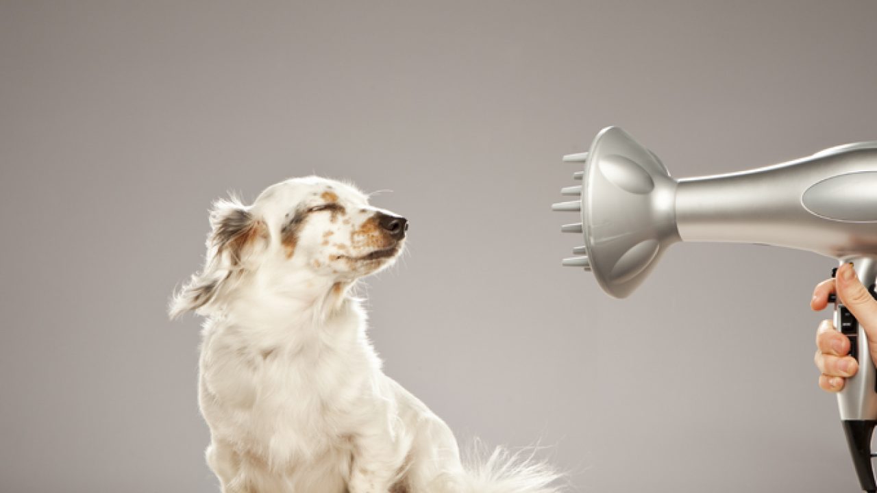 Ultimate Guide On Uahpet Dog Hair Dryer Dog Hair Dryer